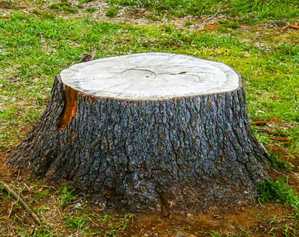 木製 木の根っこのオブジェ、と敷物、2点セット、工芸 天然木です。 - 家具