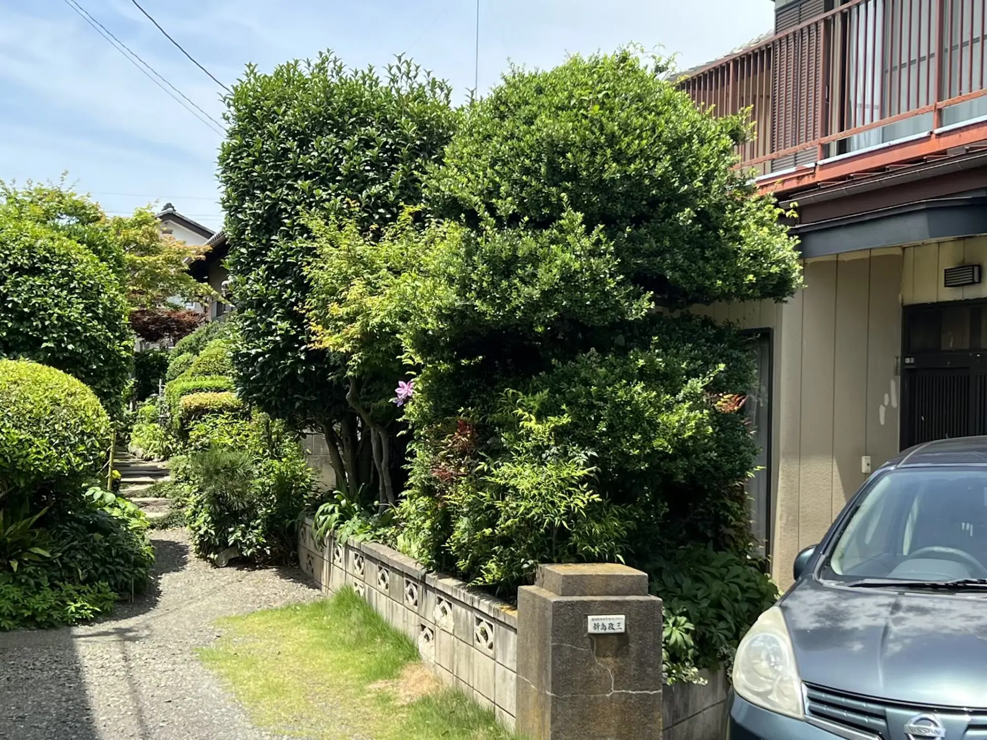 植木・庭木の剪定【群馬県太田市】造園 樹木 ツゲ キンモクセイ モミジ