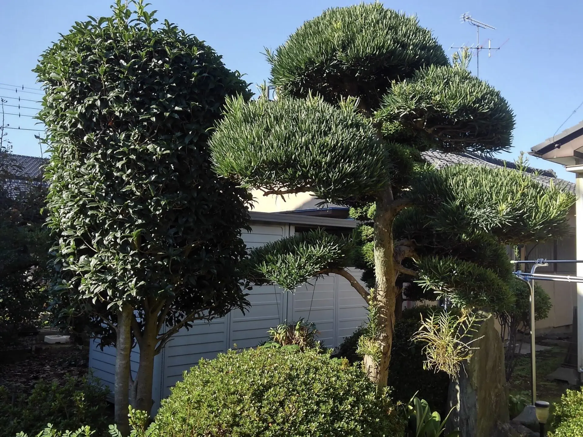 植木・庭木の剪定【群馬県館林市】造園 樹木 松 マキ キンモクセイ チャボヒバ サツキ ツツジ - 【大川興業】