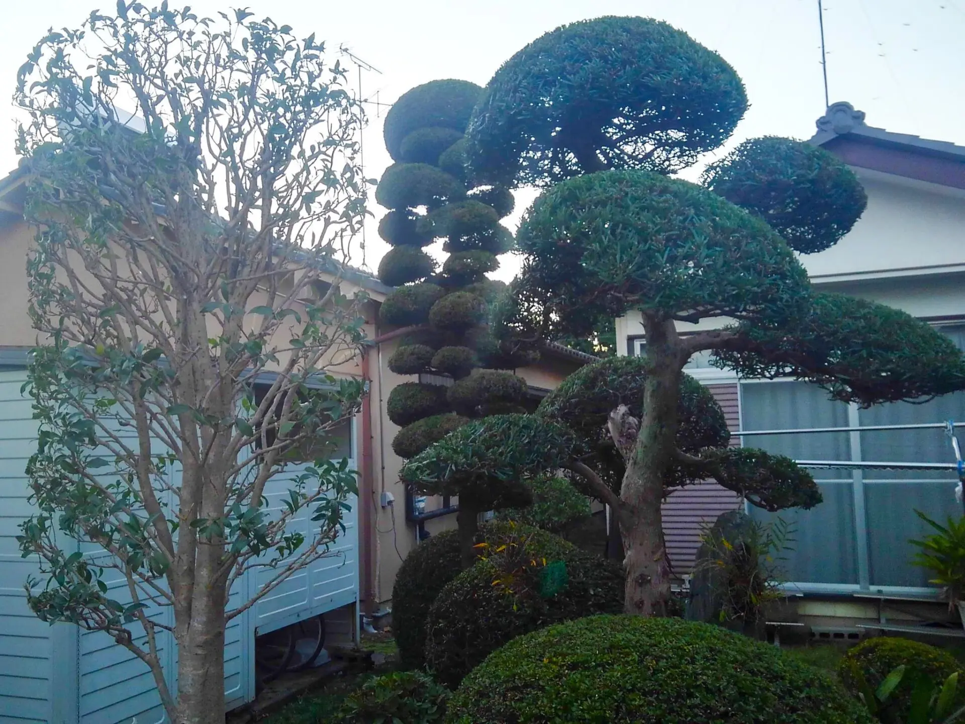 植木・庭木の剪定【群馬県館林市】造園 樹木 松 マキ キンモクセイ チャボヒバ サツキ ツツジ - 【大川興業】