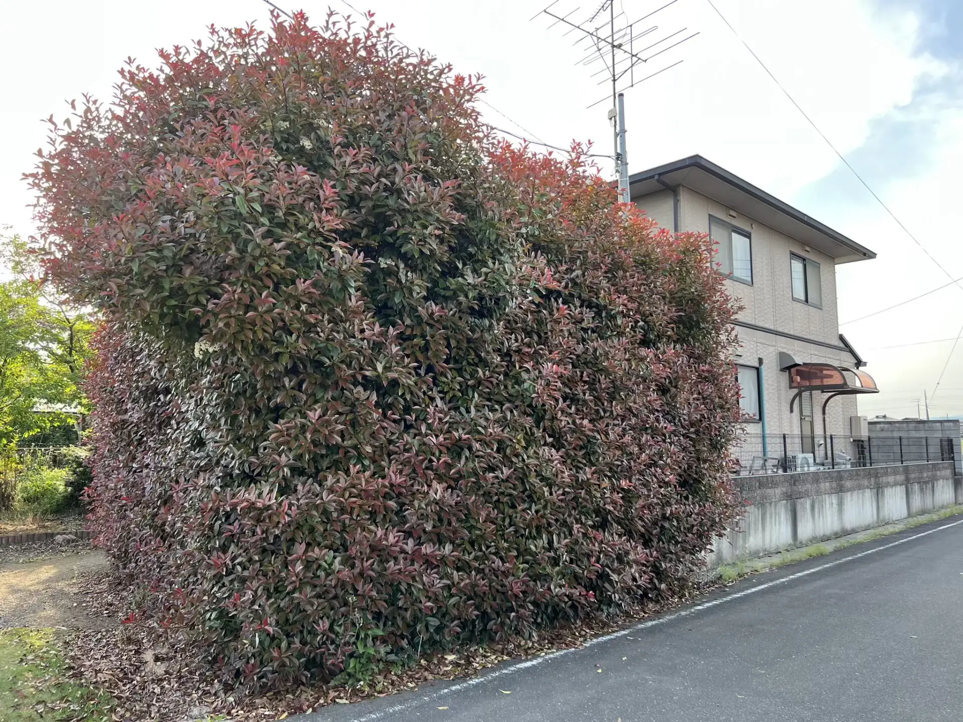 剪定【群馬県邑楽町】造園 樹木 レッドロビン 生垣 無料見積り 即日対応 - 【大川興業】