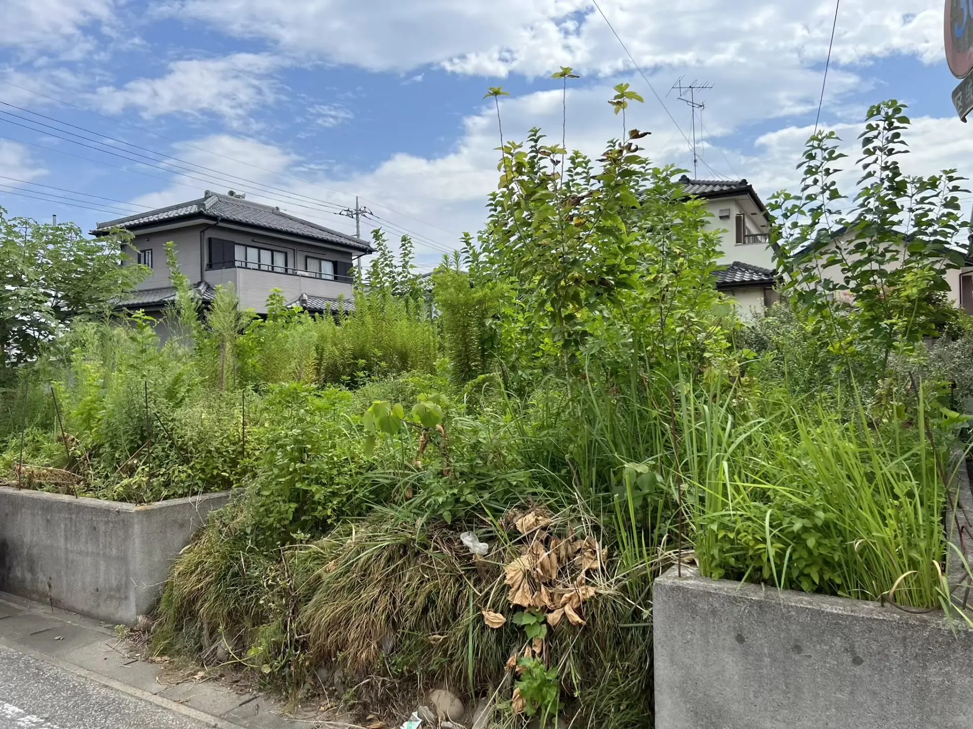 植木の伐採・抜根/宝塚市で植木の伐採・抜根│便利屋タスカル