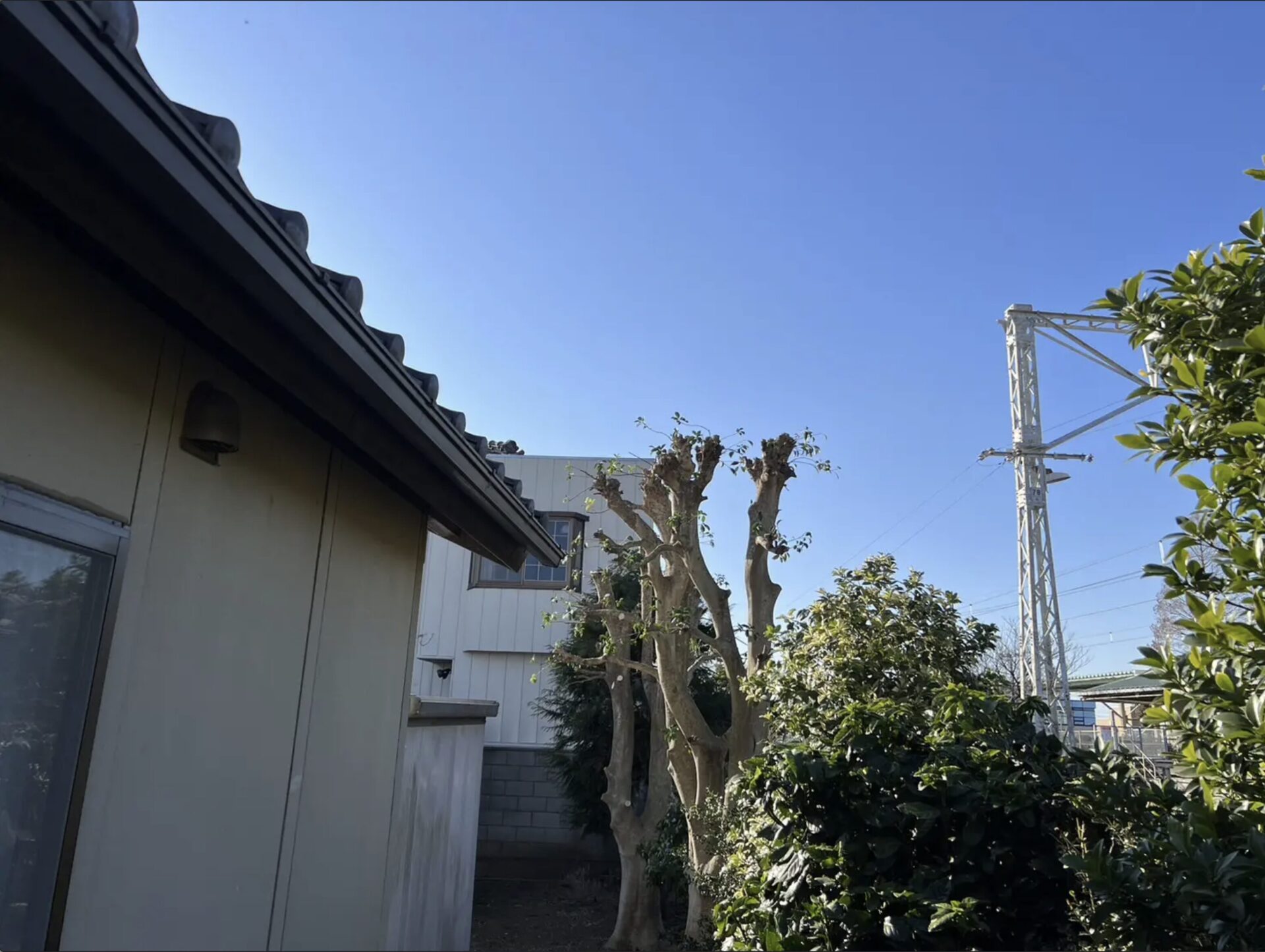 伐採 群馬