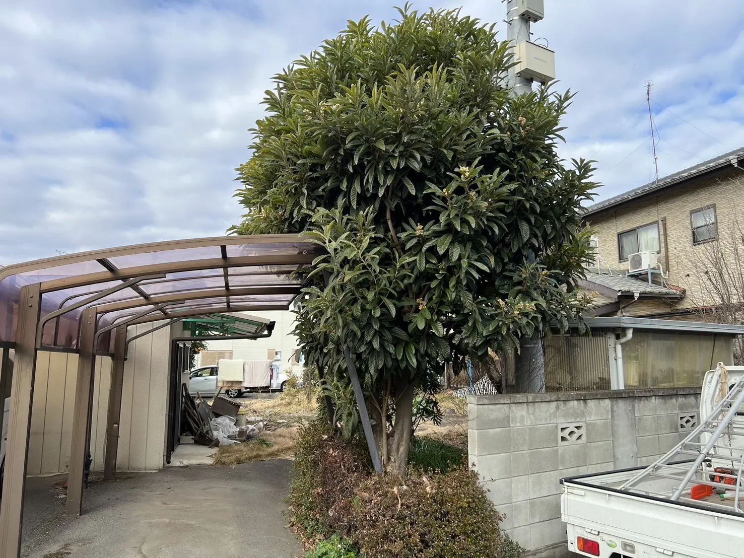 群馬県邑楽郡大泉町 K様邸 枇杷（ビワ）の木の伐採作業 - 【大川興業】
