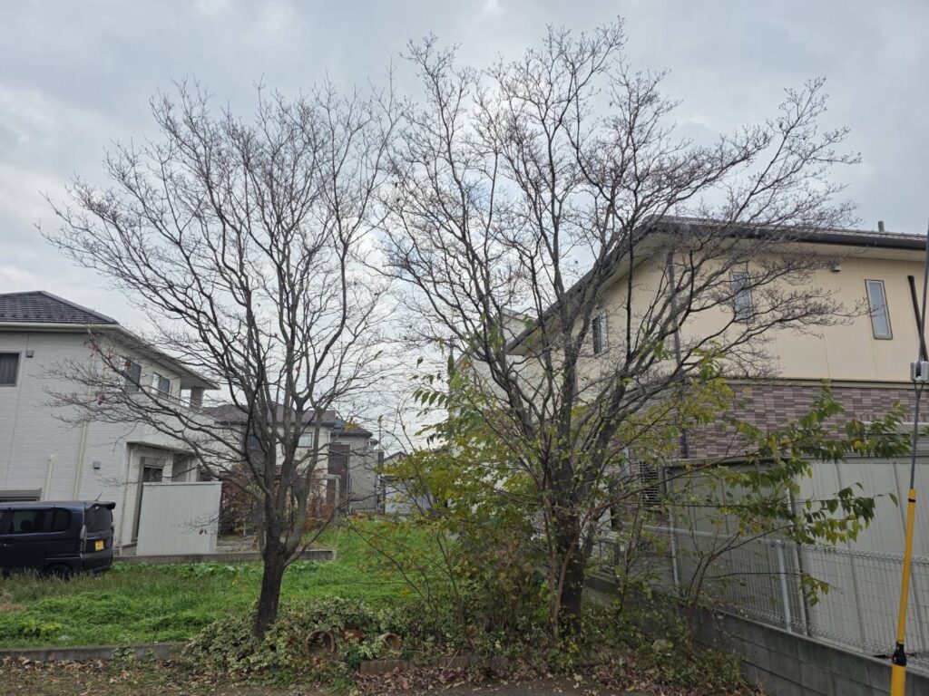 ハナミズキ 伐採