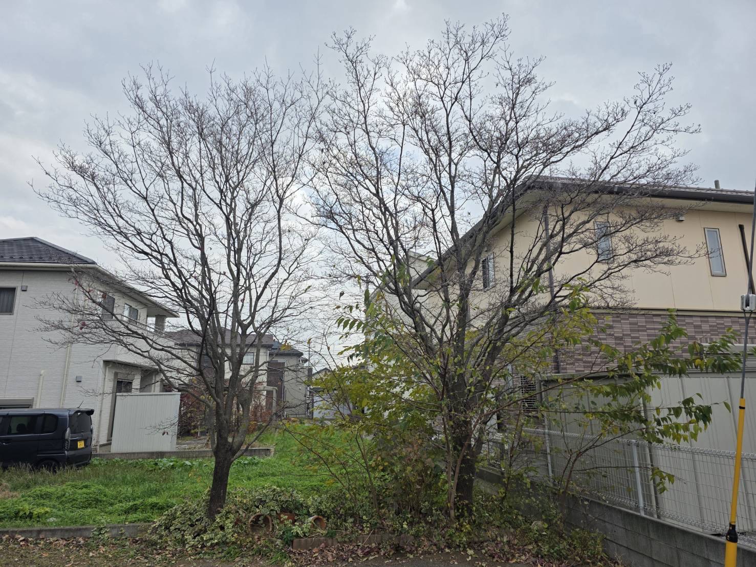 ハナミズキ　伐採