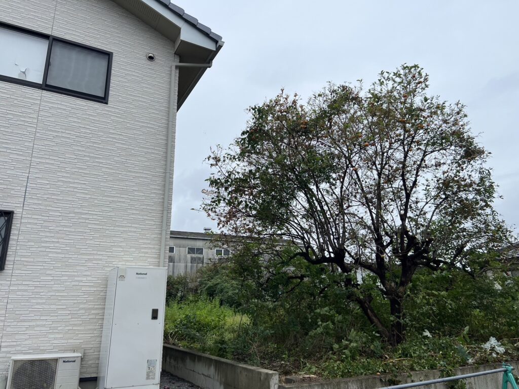 黒松の伐採作業の作業後