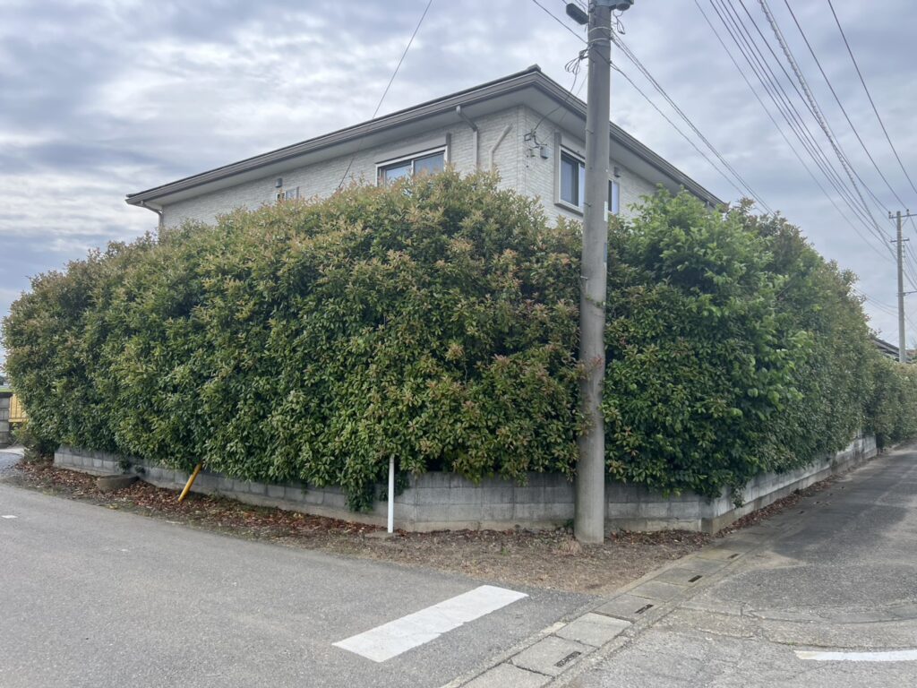 埼玉の伐採前の写真