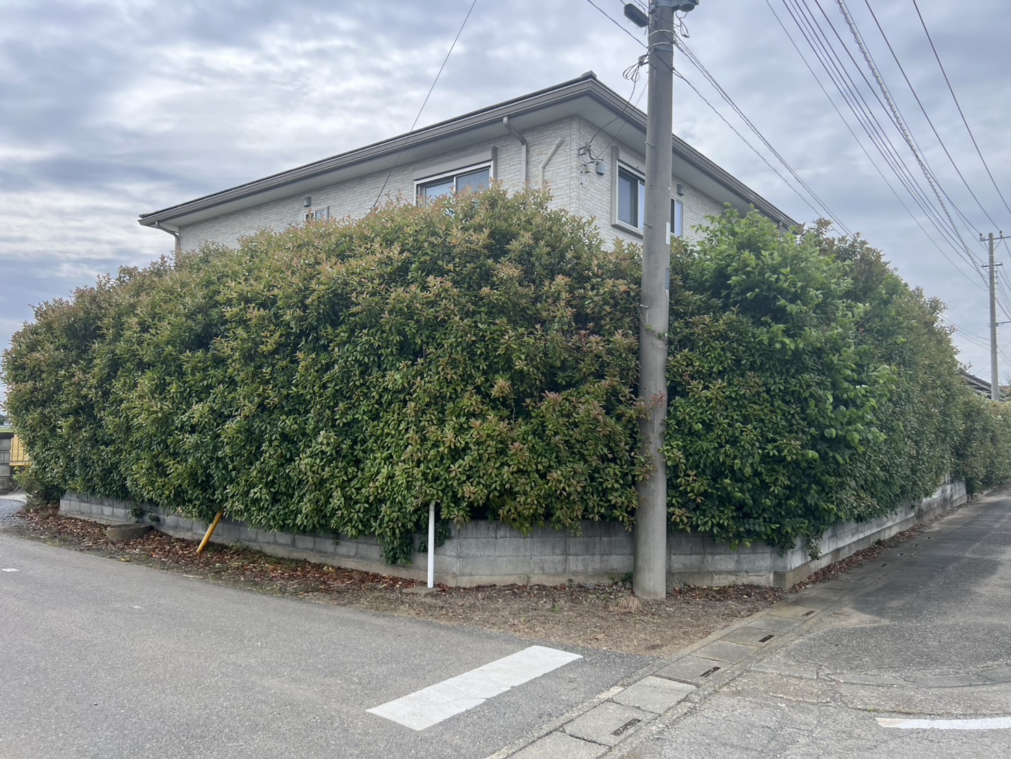埼玉の伐採前の写真