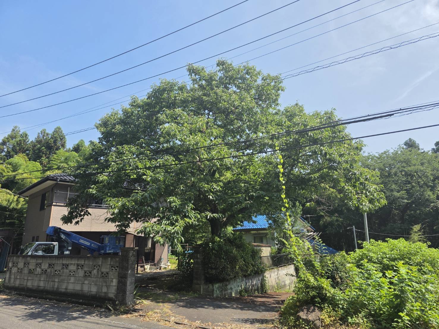 高崎市　植木屋の伐採